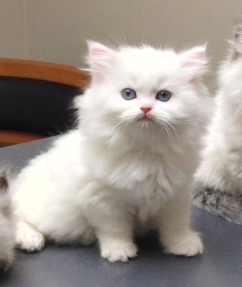 Himalayan Cats For Sale | Waterbury, CT Persian Himalayan Cat, Himalayan Cat Kitten, Himalayan Persian Cats, Training Cats, Persian Cats For Sale, Himalayan Cats, Himalayan Kitten, Persian Kittens For Sale, Kittens Coloring