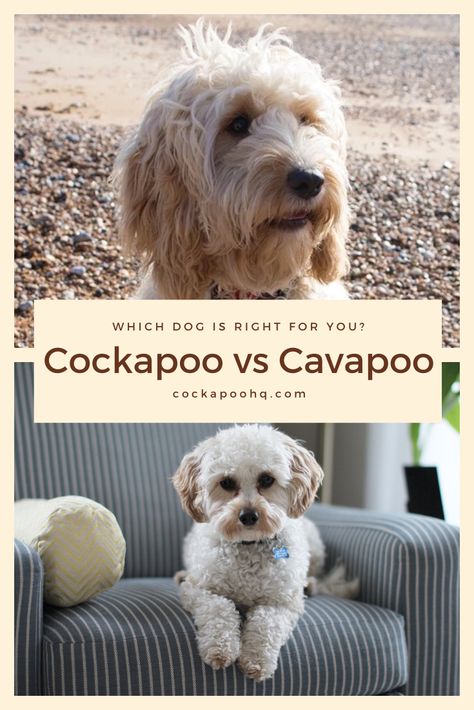 Black Cockapoo, Puppy Facts, Cockapoo Puppies, Doodle Puppy, Types Of Dogs, A Puppy, Labradoodle, Training Tips, Puppies