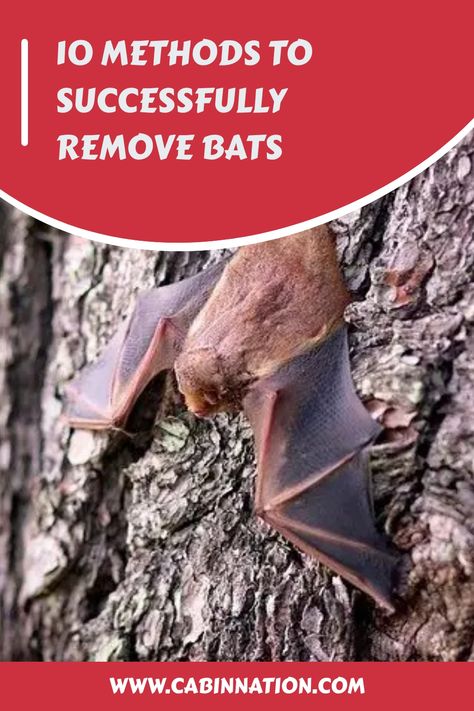 Effective Ways to Repel Bats Naturally. Discover Simple Bat Removal Techniques, Identify Bat Droppings, and Explore Bat Exclusion Tools. Keep your space bat-free effortlessly! Bat Deterrent, Bat Repellent, Getting Rid Of Bats, Bat Box, Bat House, Under Decks, Construction Diy, Dog Whistle, Cabin Ideas