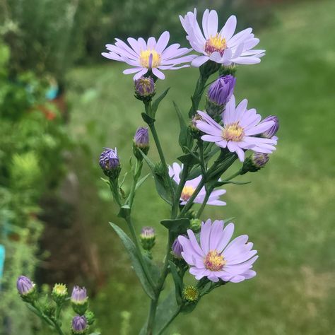 Aster Tattoo, Carl Linnaeus, Attracting Butterflies, September Flowers, Flower Identification, Aster Flower, Bunny Painting, Pale Lavender, Attract Butterflies