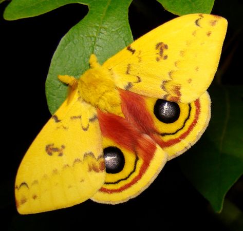 Silkworm Moth, Io Moth, Colorful Moths, Moth Caterpillar, Flying Flowers, Beautiful Bugs, Butterfly Kisses, Arthropods, Bugs And Insects