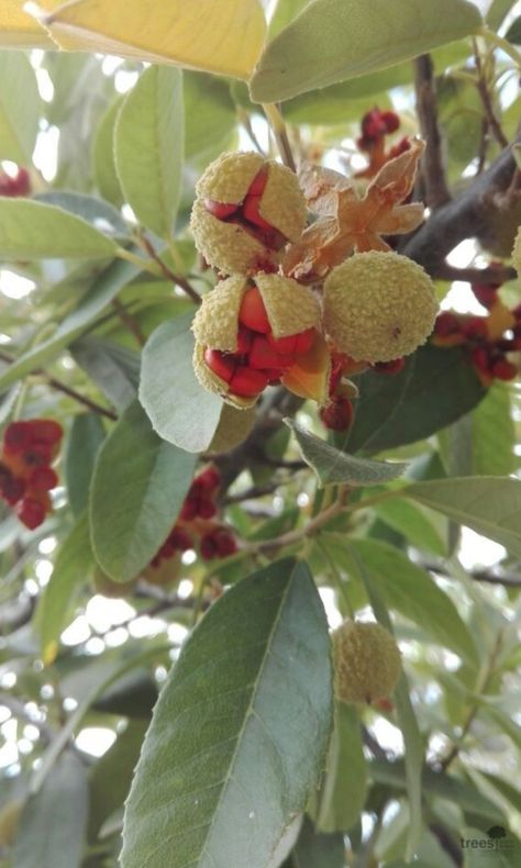 Kiggelaria africana (also known as the wild peach or umKokoko) is a large, robust, low-branching African tree, and is currently the only accepted species in the genus Kiggelaria. L. - South Africa 😍🇿🇦 (picture source: Trees SA) Ackee Tree, African Tree, South African, The Wild, South Africa, Grapes, Witch, Trees, Fruit