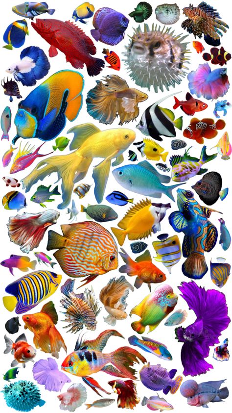 FISHIES!!!! #fish #wallpaper #fyp Fish Collage, Fish Background, Cool Fish, Collage Art Projects, Collage Wallpaper, Cute Rats, Fish Wallpaper, Ocean Wallpaper, Fish Art