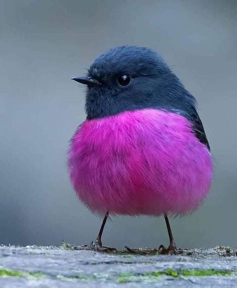 Pink Robin Bird, Pink Robin, Robin Photos, Colourful Birds, Finches Bird, Dinosaur Park, Robert Mapplethorpe, Robin Bird, Jewel Colors