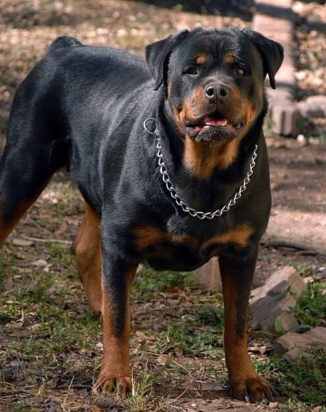 ❤️ Rotveileri Dog, Rottweiler Dog Angry, Rot Dog, Rottweiler Pictures, Rottweiler Dog Breed, Dog Rottweiler, Rottweiler Breed, Beautiful Dog Breeds, Big Dog Breeds