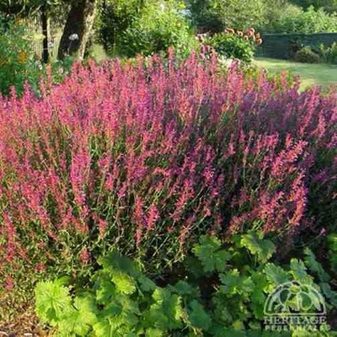 Agastache Butterfly Gardens, Sea Holly, Growing Seeds, Plant Pictures, Rich Green, Ornamental Grasses, Landscaping Plants, Green Foliage, Back Garden