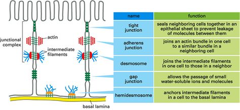 cell junctions summary Cell Junctions, Cell The Unit Of Life, Cell Notes, Cell Junction, Medical Biology, Biochemistry Notes, Clinical Chemistry, Cell Organelles, Mcat Study