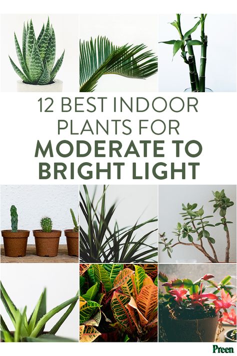 Bright Light House Plants, Bright Light Plants Indoor, Bright Direct Light Plants, Bright Indirect Light Plants, Bright Light Plants, Plant 101, Houseplants For Low Light, Humidity Plants, Plant Knowledge