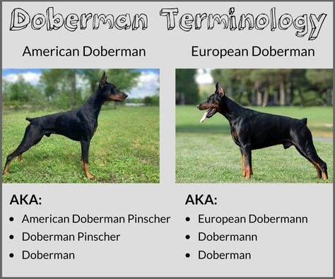 Perro Doberman Pinscher, American Doberman, Doberman Breed, European Doberman, Dog Infographic, Dog Design Art, German Pinscher, Doberman Love, Doberman Pinscher Dog