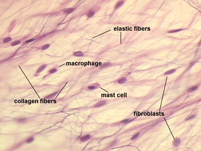 Loose Connective Tissue - Areolar Connective Tissue Histology, Anatomi Dan Fisiologi, Epithelial Tissue, Loose Connective Tissue, Heart Circulation, Human Cell, Histology Slides, Organic Chemistry Study, Anatomy Bones