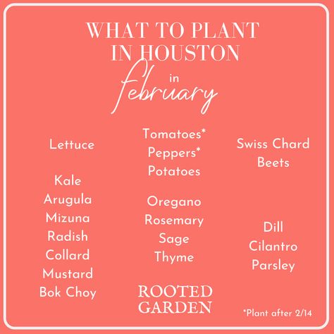 Gardening In Houston Texas, Rooted Garden, What To Plant When, Spring Potato, Houston Garden, Planting Potatoes, Biennial Plants, Garden Catalogs, Texas Gardening