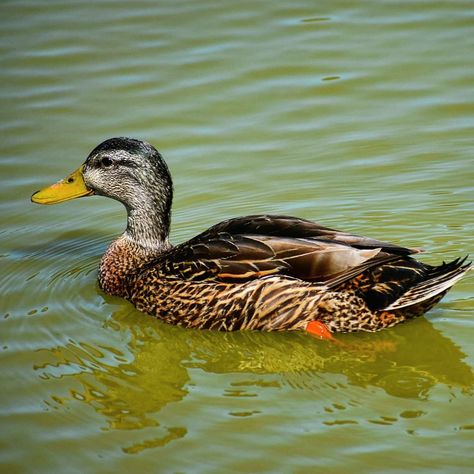 Ducks On Water, Ducks Swimming, Ducks In Water, Duck Swimming, Duck In Water, Duck Photography, Swimming Photos, Wild Duck, Duck Photo