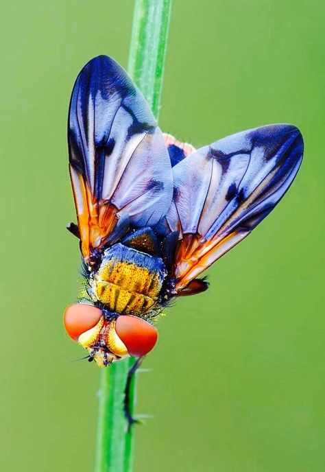 Wild looking fly Insect Photos, Cool Insects, Insect Photography, Cool Bugs, Flying Insects, Beautiful Bugs, Creepy Crawlies, Arthropods, A Bug