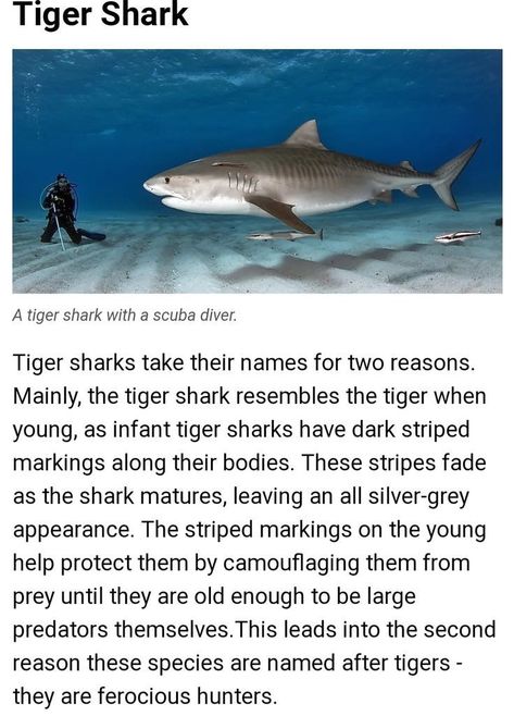 Tiger Shark Facts, Shark Study, Silly Shark, Oceanography Marine Biology, Tiger Sharks, Shark Species, Types Of Sharks, Shark Facts, Shark Lover