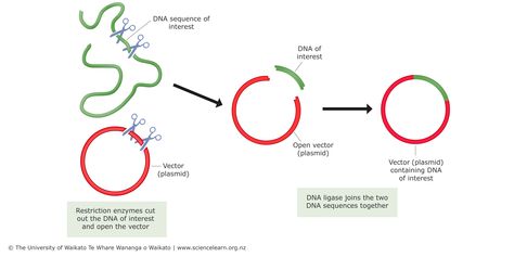 Cloning Plants, Dna Ligase, Dna Sequence, Plant Lighting, Cut Out, Plants, Quick Saves