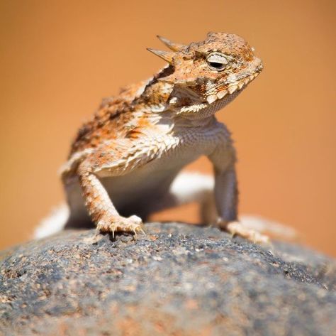 Desert Reptiles, Desert Creatures, Desert Lizard, Wof Oc, Desert Lizards, Horned Lizard, Sand Drawing, Animal Inspiration, Desert Animals