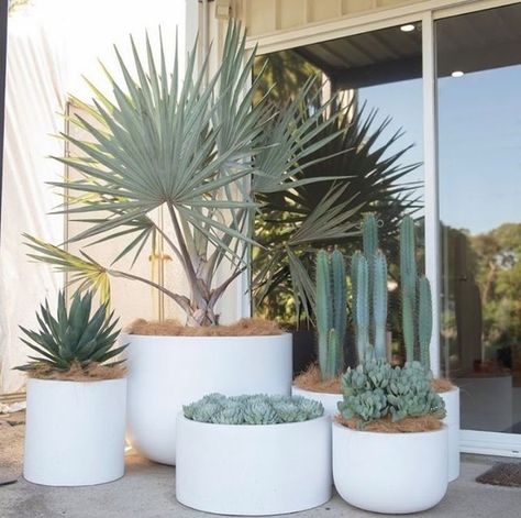 Palm Springs Landscaping, Palm Springs Garden, Agave Blue Glow, White Pots, Pool Plants, Coastal Landscaping, Porch Landscaping, Potted Plants Outdoor, Pool Landscape Design