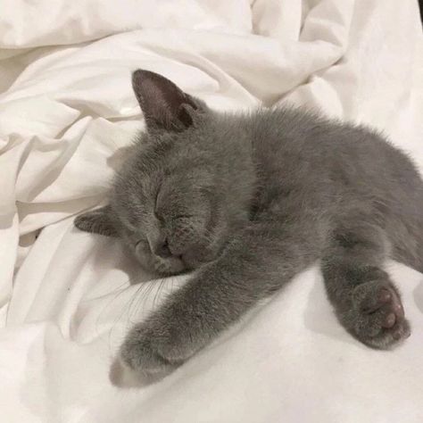 Russian Blue Kitten, Dream's Cat, Grey Kitten, Sleeping Kitten, Gray Cat, Silly Cats Pictures, Grey Dog, Pets 3, Russian Blue