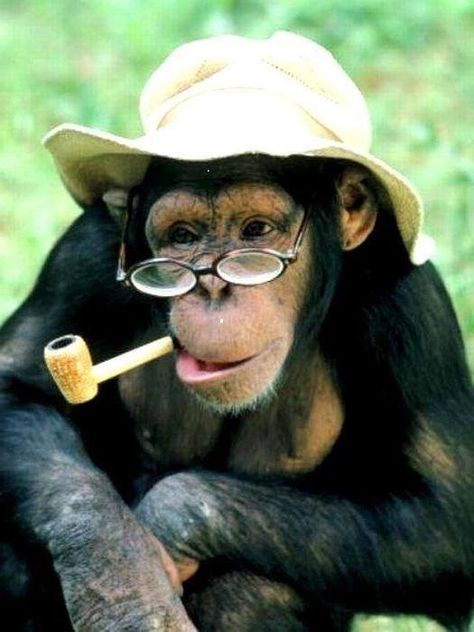 Aesthetic Monkey, Monkey Pics, Monkey Friends, Monkey Character, Funny Monkeys, Like A Sir, Funny One Liners, Monkey Pictures, Wise Monkeys