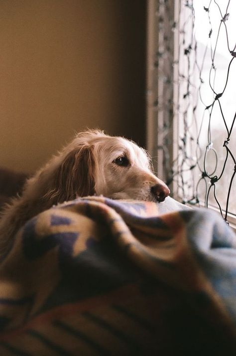 Dog Waiting, Time After Time, Brown Cat, Dog Rules, Through The Window, Sweet Animals, A Blanket, Beautiful Dogs, Mans Best Friend