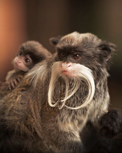 Long Nose Monkey, Emperor Tamarin, Emperor Tamarin Monkey, Golden Snub Nosed Monkey, Monkey Species, Indian Monkey Photography, Monkey Pictures, Great Ape, Baby Monkey