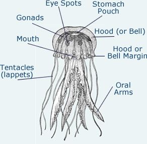 Jellyfish come in a huge range of forms, however, their body construction is reasonably similar. The body of an adult jellyfish consists of a bell shaped hood enclosing its internal structure and from which tentacles are suspended. Each tentacle is covered with cells called ‘cnidocytes’ (a type of venomous cell unique to the phylum ‘Cnidaria’), … Jellyfish Diagram, Coral Reef Bleaching, Coral Reef Drawing, Fish Anatomy, Oceanography Marine Biology, Biology Diagrams, Bleach Drawing, Homeschool Lessons, Jellyfish Drawing