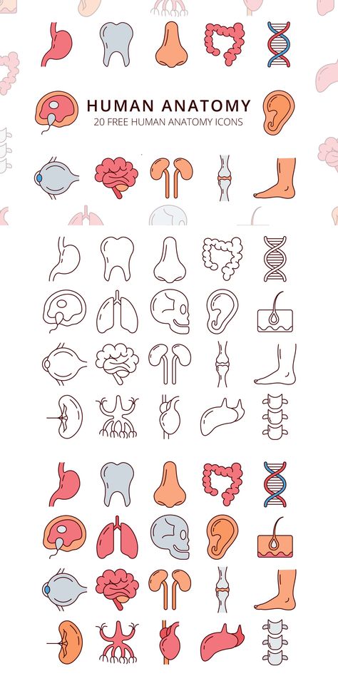 Human Anatomy Vector Free Icon Set is a useful collection of images Cute Medical Doodles, Cute Anatomy Drawings, Doodle Anatomy, Anatomy Doodles, Medical Doodles, Biology Doodles, Human Doodle, Anatomy Clipart, Nurses Week Quotes