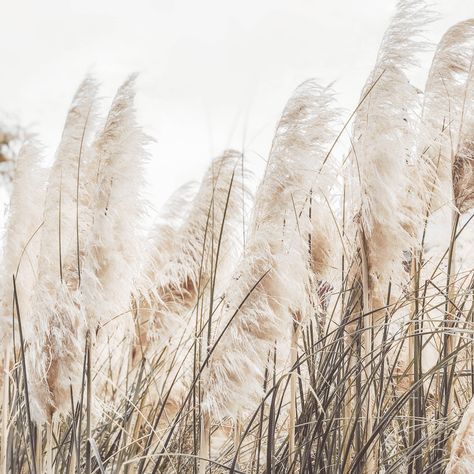 "Pampas Grass Print INSTANT DOWNLOAD This listing is for a high-resolution DIGITAL DOWNLOAD for printable art. No physical item will be sent or mailed. Also available in a SET of 3 or 4 prints. Visit my NEUTRAL TONES PRINTS collection and find the inspiration that best suits what you are looking for: www.etsy.com/shop/PrintableGardenCo?section_id=31955653 or see my entire collection here: www.etsy.com/shop/printablegardenco --- 🔎 DETAILS --- Your purchase includes 5 JPG files - high resolution Pampas Grass Field, Pampas Grass Wallpaper, Pampas Background, Pampas Grass Aesthetic, Neutral Photos, Mirrors Above Couch, Grass Background, Grass Wallpaper, Pampas Grass Decor