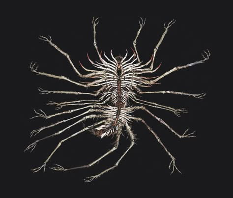 Sewer Centipede Centepide Art, The Thing Concept Art, Eldritch Concept Art, Dark Souls Monsters, Horror Fantasy Art, Centipede Oc Art, Eldritch Horror Art, Centipede Character Design, Dark Souls Enemies