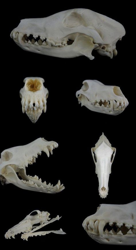 Vicar Amelia, Skull References, Canine Skull, Canine Anatomy, Dog Skull, Animal Studies, Skull Reference, Borzoi Dog, Wolf Skull