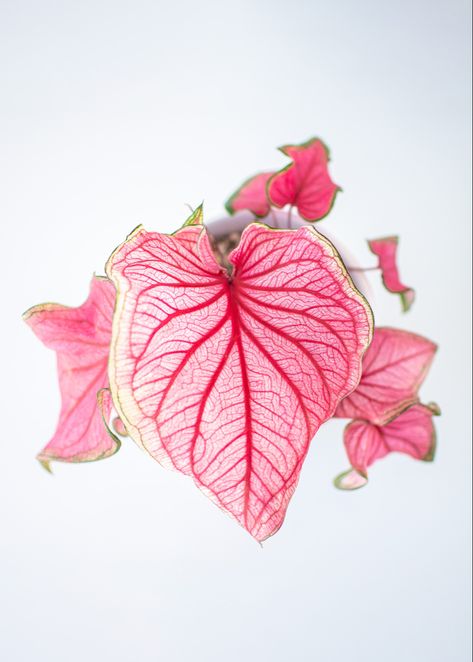 An aerial view of a Caladium Florida Sweetheart leaf with a white background. The heart-shaped leaf features a delicate pink and green pattern with visible veins, and has a glossy texture. The leaf is large and takes up most of the frame, providing a captivating visual display. This high-angle shot showcases the intricate details of the leaf and highlights the unique characteristics of the Caladium Florida Sweetheart plant. Caladium Florida Sweetheart, Florida Sweetheart Caladium, Heart Shaped Plants, Heart Shaped Plant, Pink Caladium, Caladium Plants, Luv Letter, Heart Plant, Heart Garden