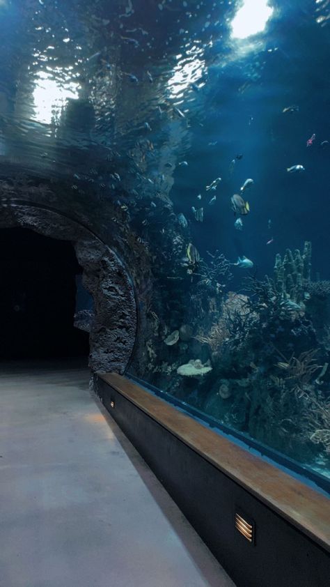 Tunnel Aesthetic, Aquarium Tunnel, Cool Fish Tanks, Water Aesthetic, Food Vids, Bear Wallpaper, Beautiful Ocean, Nature Aesthetic, Aquarium Fish