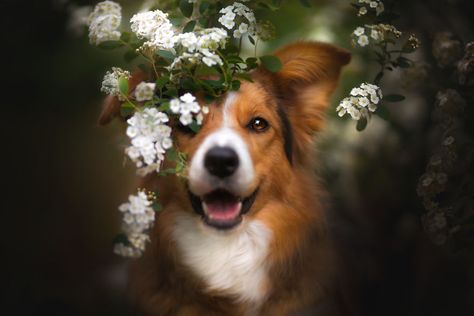 Dog Photoshoot Pet Photography, Animal Photoshoot, Wolf Photography, Spring Photoshoot, Flower Photoshoot, Dog Photoshoot, Dog Photograph, Close Up Portraits, Dog Flower