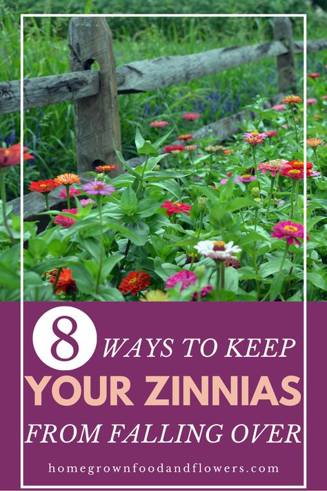 Beautiful, cheerful zinnias can brighten up any garden, but these tall flowers can also be prone to flopping over halfway through the season, especially after a summer storm. That's why it's important to know the best practices to prevent this from happening in the first place! Our guide, 8 Ways To Keep Your Zinnias From Falling Over, will give you all the tips and tricks to help keep your zinnias standing tall and bright all season long. Zinnia Front Yard, Staking Zinnias, Zinnia Support, Zinnia Garden Ideas Yards, Zinnia Garden Landscapes, Zinnias Garden Ideas, Zinnia Gardens, Building A Trellis, Zinnia Garden