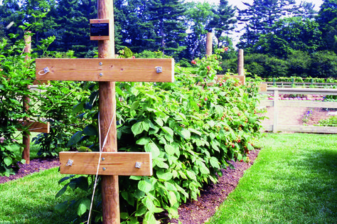 Raspberry Bush Supports, Raspberry Patch Ideas, Raspberry Bush Trellis, Raspberry Support Ideas, Raspberry Hedge, Raspberry Garden Ideas, Raspberry Trellis Ideas, Raspberry Bramble, Sugared Raspberries