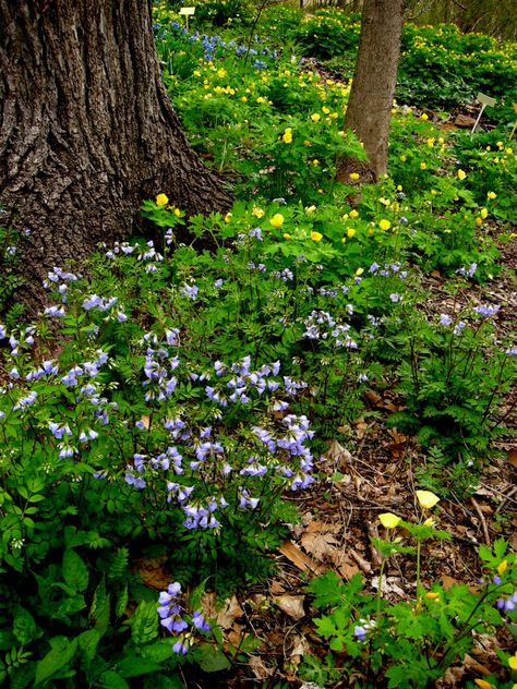 native woodland at Carolyn's Shade Gardens Dry Shade Plants, Virginia Bluebells, Shade Garden Design, Woodland Plants, Shade Garden Plants, Shade Gardens, Meteor Garden 2018, Magic Garden, Have Inspiration