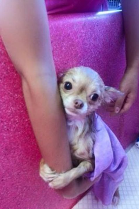 Chihuahua Training, Baby Chihuahua, Chihuahua Funny, Teacup Chihuahua, Honey Buns, Cute Chihuahua, Chihuahua Love, Chihuahua Puppies, Puppy Care