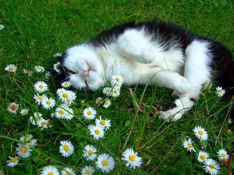 Cat Cottagecore Aesthetic, Garden Cat Aesthetic, Cat In Grass Aesthetic, Plants And Cats Aesthetic, Cat In Field Aesthetic, Image Chat, Cat Aesthetic, Jolie Photo, Baby Cats