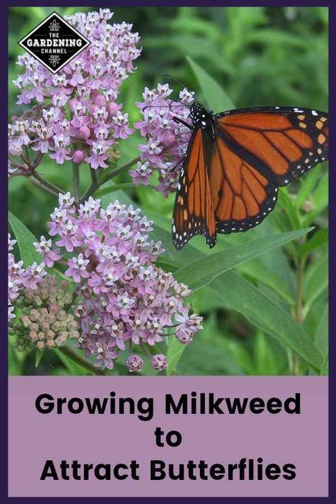 Learn how to grow milkweed to attract butterflies, including which milkweed varieties to grow. #gardeningchannel #gardening #flowergardening Growing Milkweed, Monarch Butterfly Garden, Butterfly Garden Plants, Butterfly Garden Design, Butterfly Habitat, Milkweed Plant, Simple Garden, Butterfly Plants, Hummingbird Garden