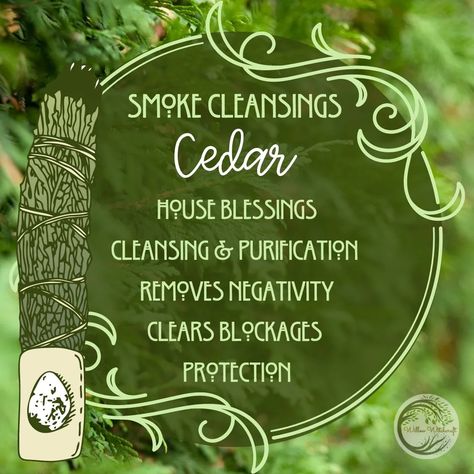 Cedar Magical Properties, Cedar Witchcraft, Witchy Plants, Cleaning Energy, Green Witchery, Magick Herbs, Magickal Correspondences, Tree Hugging, Hoodoo Spells