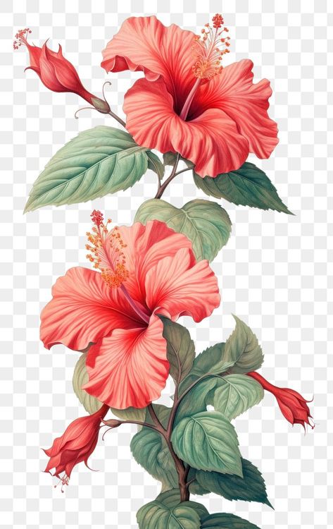 Vintage drawing red Hibiscus hibiscus | Premium Photo Illustration - rawpixel Hibiscus Flower Drawing, Vintage Flowers Wallpaper, Red Hibiscus, Wallpaper Red, About Nature, Art Deco Wallpaper, Vintage Drawing, Flower Branch, Red Head