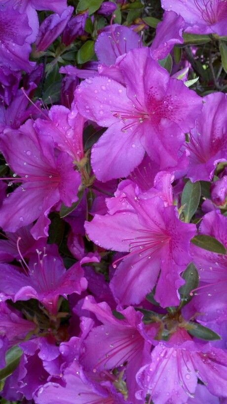 Azaleas  -  my mother's favorite flower.  Every spring when the azaleas bloom I see her smiling face and tears come to my eyes. Have A Wonderful Evening, Beautiful Purple Flowers, Azalea Bush, Bonsai Tree Types, Flower Types, Azalea Flower, Plantas Vs Zombies, Purple Garden, Growing Tips