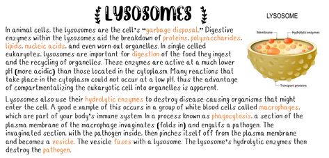 Golgi Apparatus Notes, Cell Parts And Functions, Golgi Apparatus, Bio Notes, Biochemistry Notes, Biology Plants, Cell Parts, Notes Study, Biology Classroom