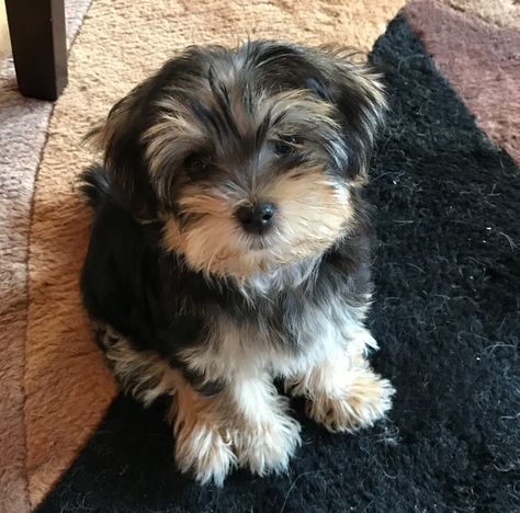 My little Morkie, Kaci, just 12 weeks old. Morkie Haircut, Morkie Puppy, Morky Dogs, Morkie Haircuts, Morkie Dog Painting, Shorkie Dogs, Black Yorkie Poo, Teacup Morkie, Yorkie Puppy Care