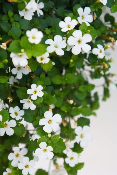 Bacopa monnieri or brahmi white flowers with white background White Flowering Shrubs, Pretty White Flowers, Garden Front Of House, Bacopa Monnieri, Astuces Diy, Fragrant Plant, Moon Garden, Low Maintenance Garden, Wildflower Garden