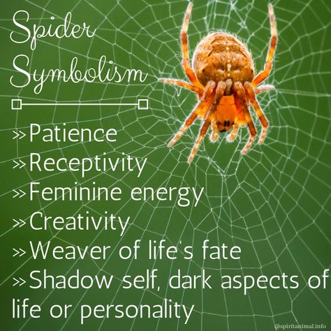 Spider Spirit Animal Meaning, Spider Spirit Animal, Acorn Meaning, Spider Meaning, Spider Symbolism, Spider Totem, Animal Totem Spirit Guides, Hope Poems, Spirit Guides Meditation