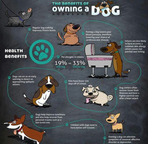 So many benefits to owning a dog! Remember to rescue!!! Dog Infographic, Mobile Pet Grooming, Cool Cartoon Drawings, Facts About Dogs, Owning A Dog, Pet Allergies, Cool Dogs, Dog Brain, Dog Facts