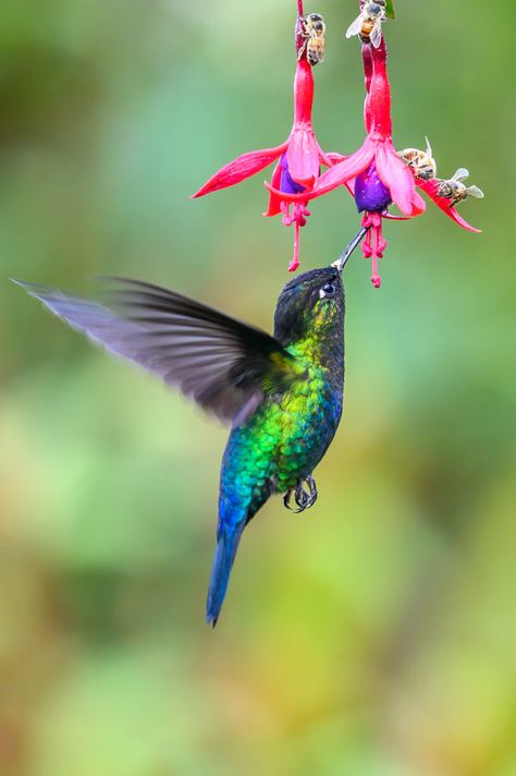 20 Flowers That Attract Hummingbirds - Garden Chronicle Hummingbirds Photography, Hummingbird Photos, Hummingbird Pictures, Bird Quotes, Hummingbird Flowers, Hummingbird Art, Bird Wallpaper, How To Attract Hummingbirds, Humming Bird Feeders