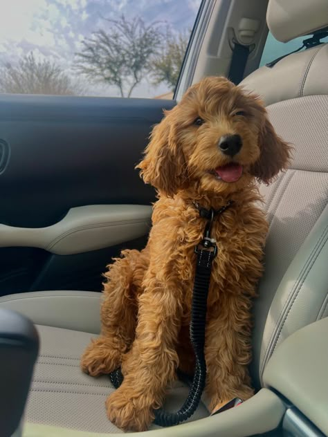 Tiny Goldendoodle, Golden Labradoodle Puppy, Cute Golden Doodle, Golden Doodle Mini, Puppy Doodle, Goldendoodle Cute Pics, Golden Doodle Puppy Aesthetic, Golden Doodles, Mini Golden Doodle Full Grown