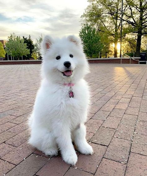 Samoyed Puppy, Very Cute Puppies, Really Cute Puppies, Samoyed Dogs, Very Cute Dogs, Funny Animal Photos, Really Cute Dogs, Animal Photos